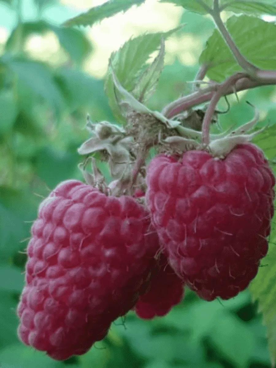 Малина обыкновенная Маросейка