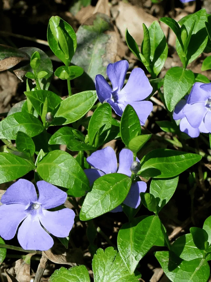 Барвинок малый Panta Барвинок малый Panta