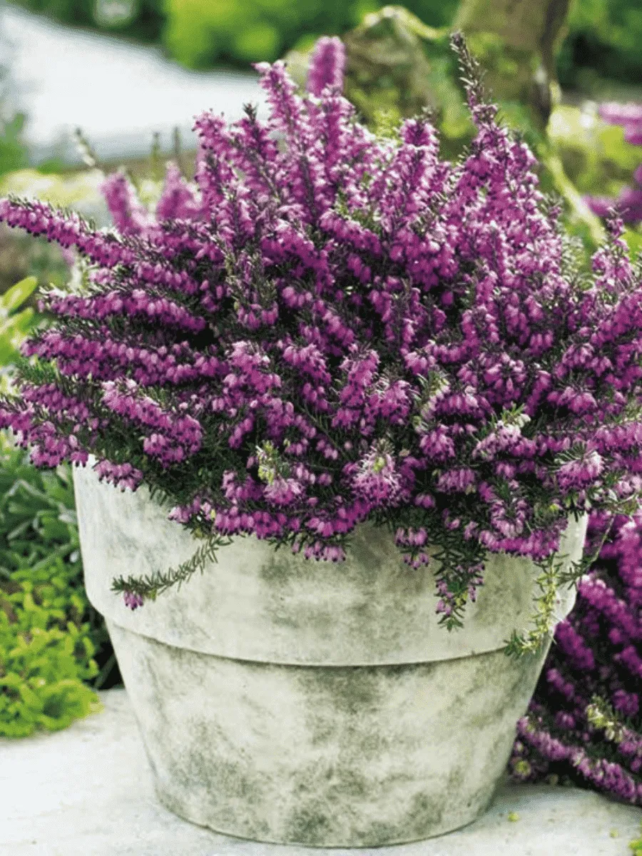 Эрика Эрика