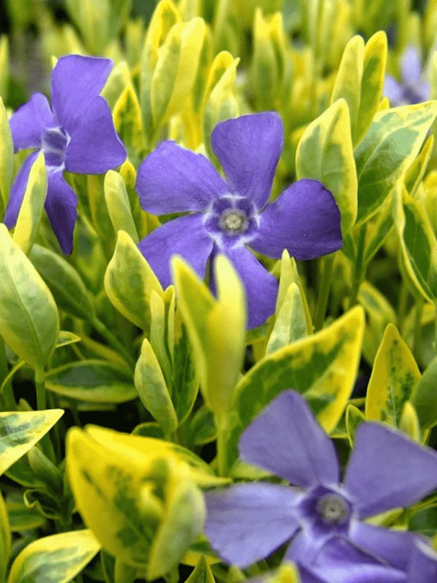 Барвинок малый Aureovariegata Барвинок малый Aureovariegata