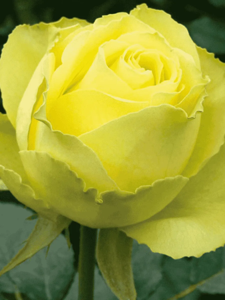 Роза чайно-гибридная Limbo