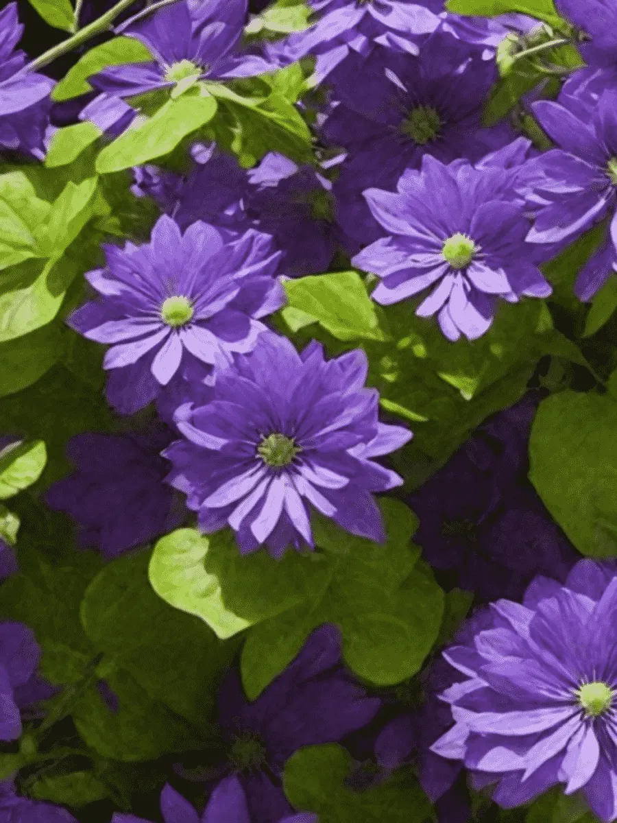 Клематис гибридный Floral Dance