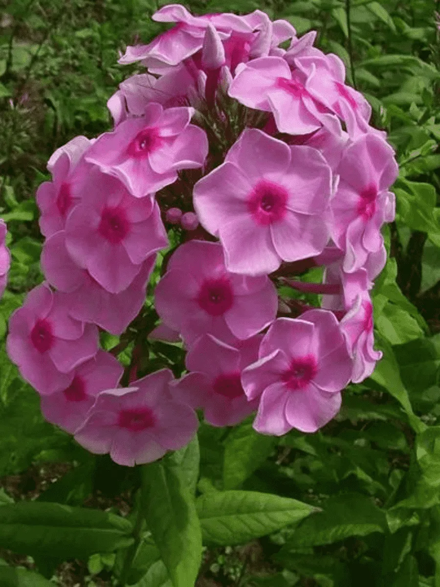 Флокс метельчатый Народный