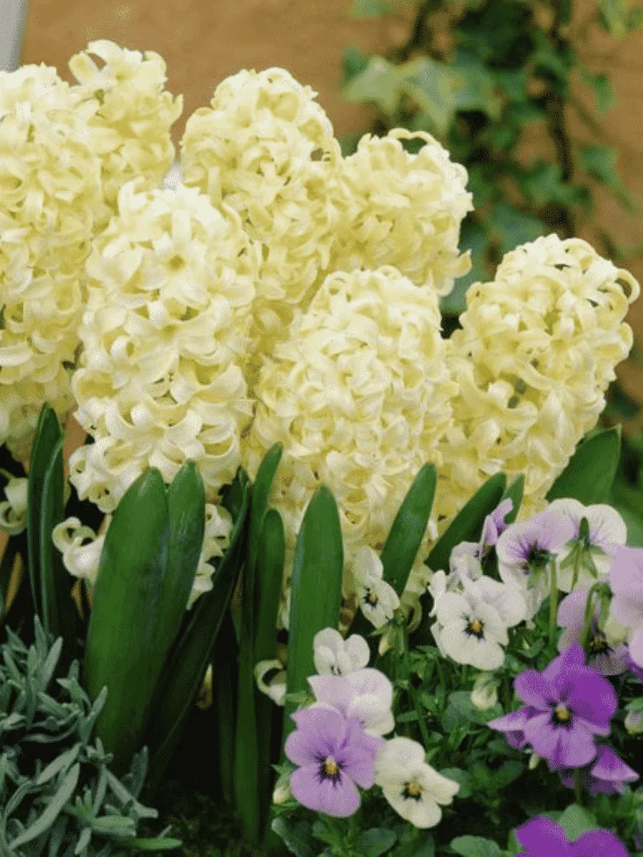 Гиацинт City of Haarlem