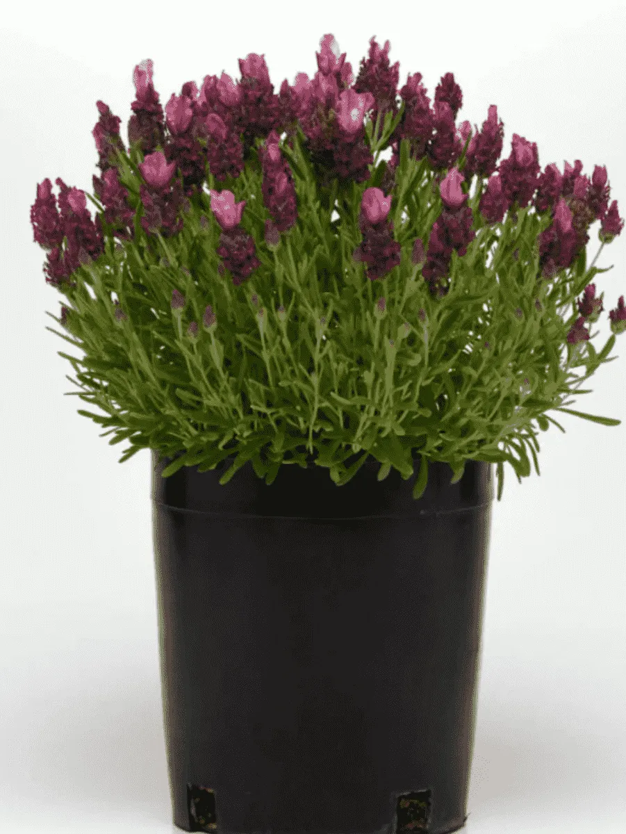 Лаванда стэхадская Bandera 2.0 Deep Rose Лаванда стэхадская Bandera 2.0 Deep Rose