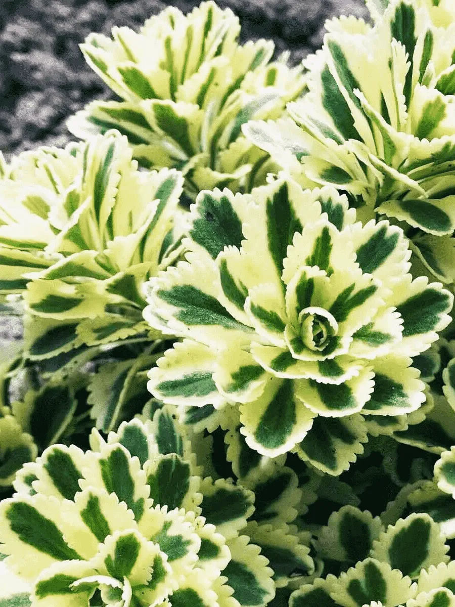 Очиток такесимский Atlantis