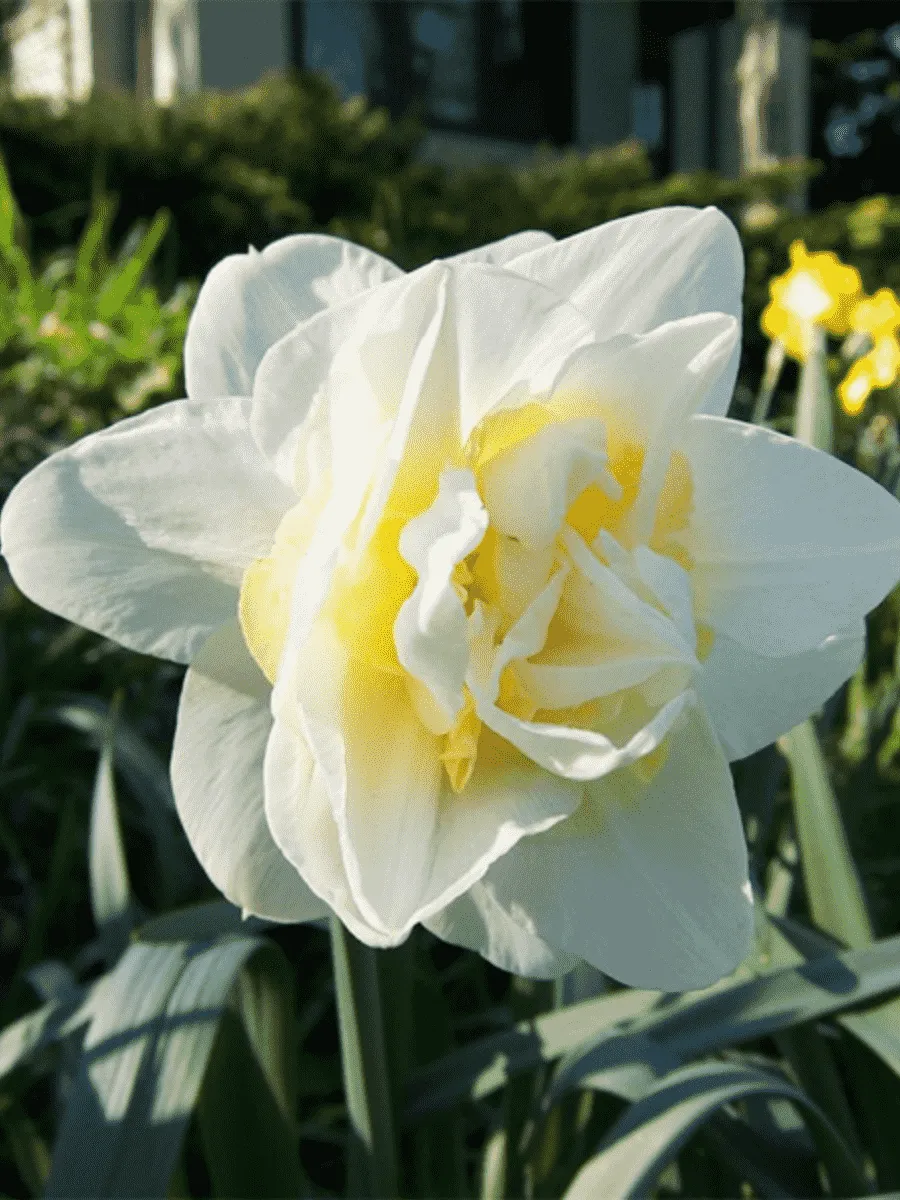 Нарцисс Calgary