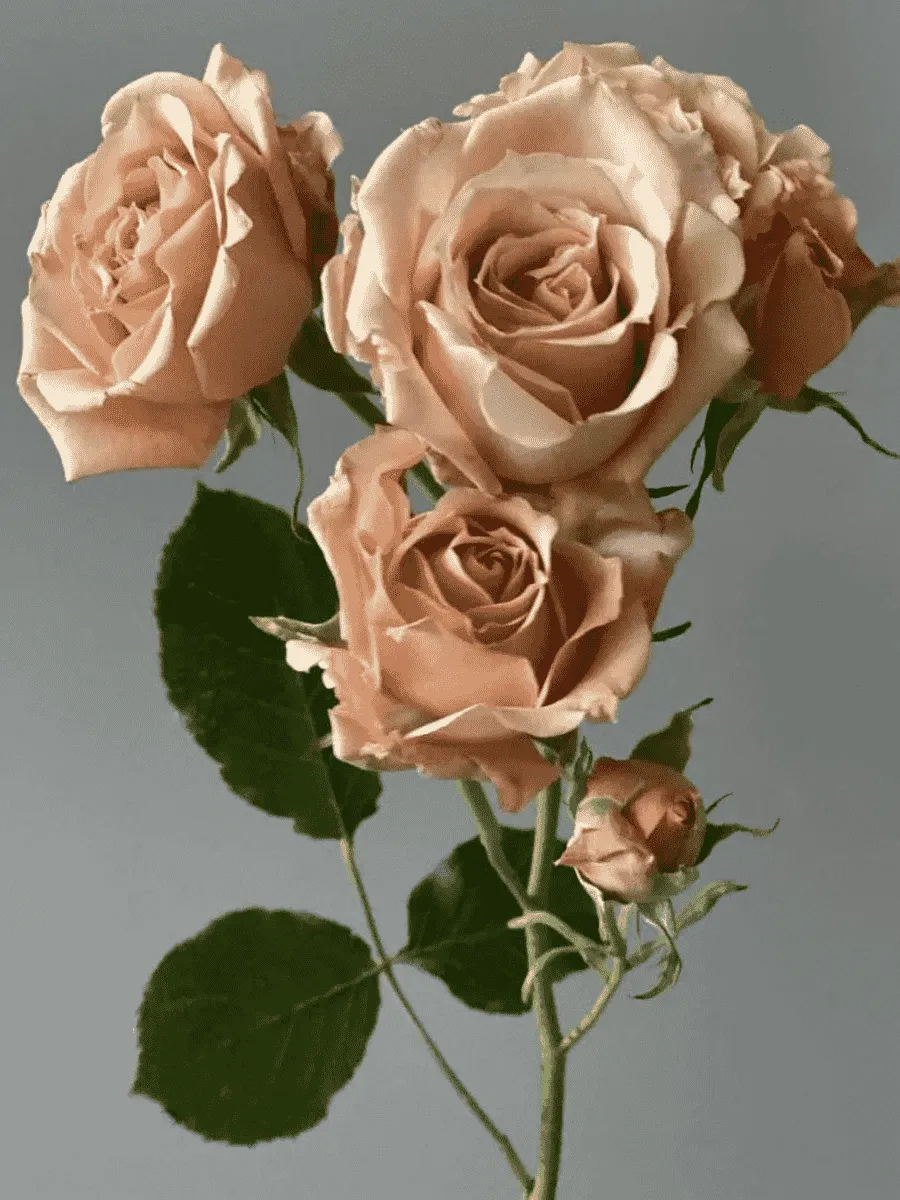 Роза  кустовая Sahara