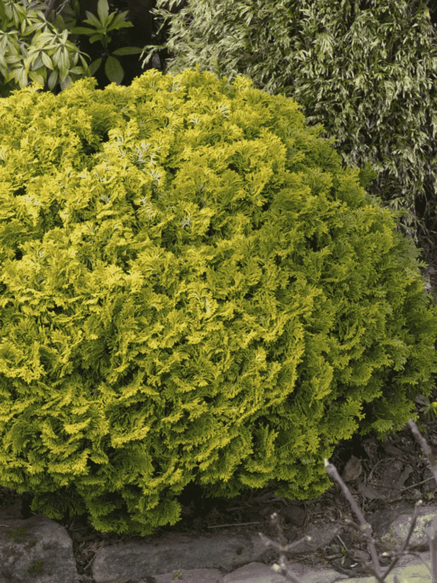 Кипарисовик Nana Gracilis Aurea Кипарисовик Nana Gracilis Aurea