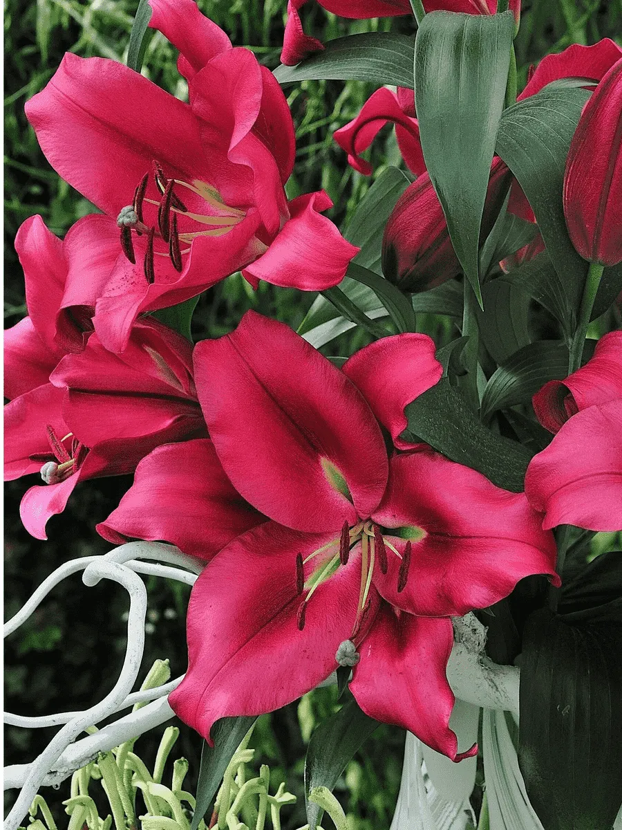 Лилия Carbonero