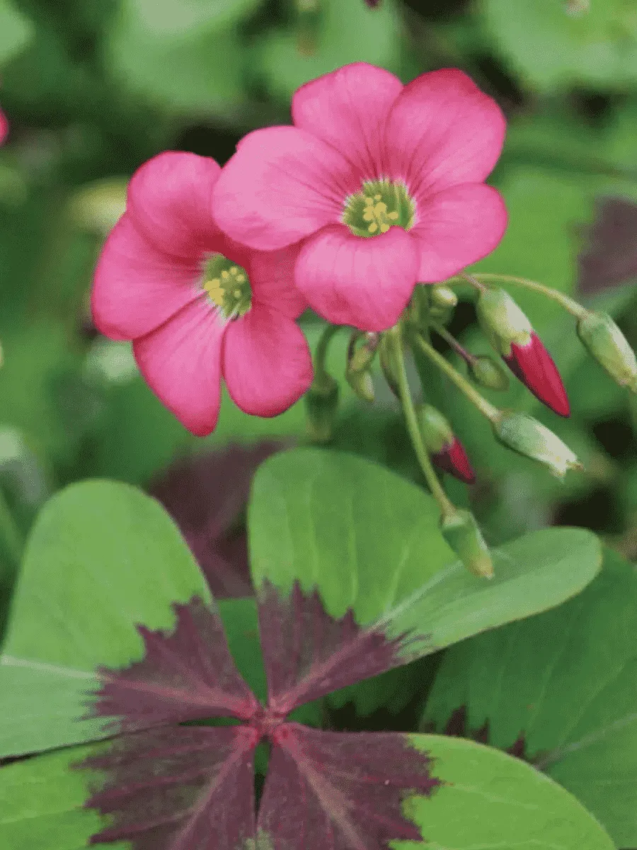 Кислица Iron Cross Кислица Iron Cross