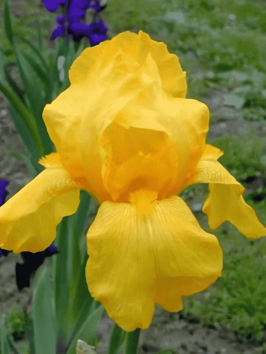 Ирис германский Ola Kala