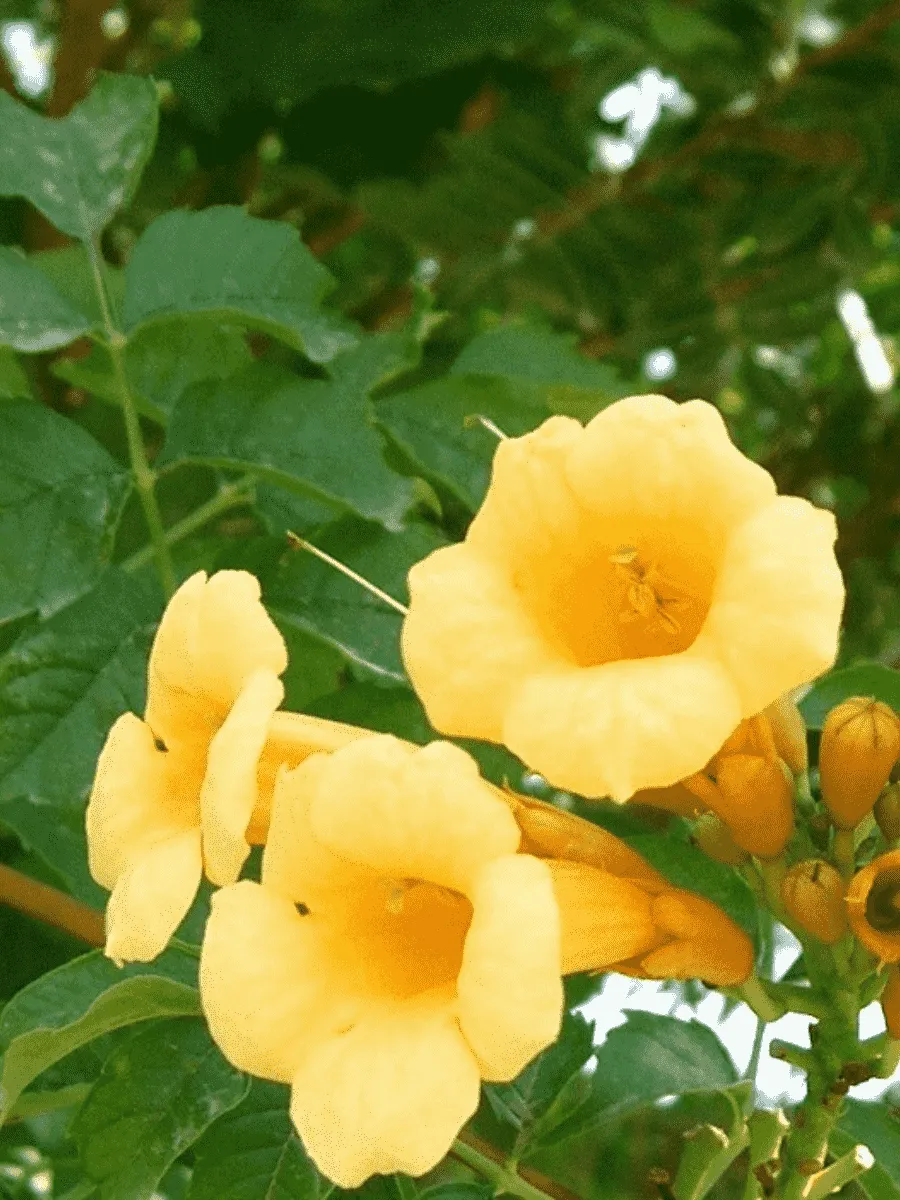 Кампсис укореняющийся Flava