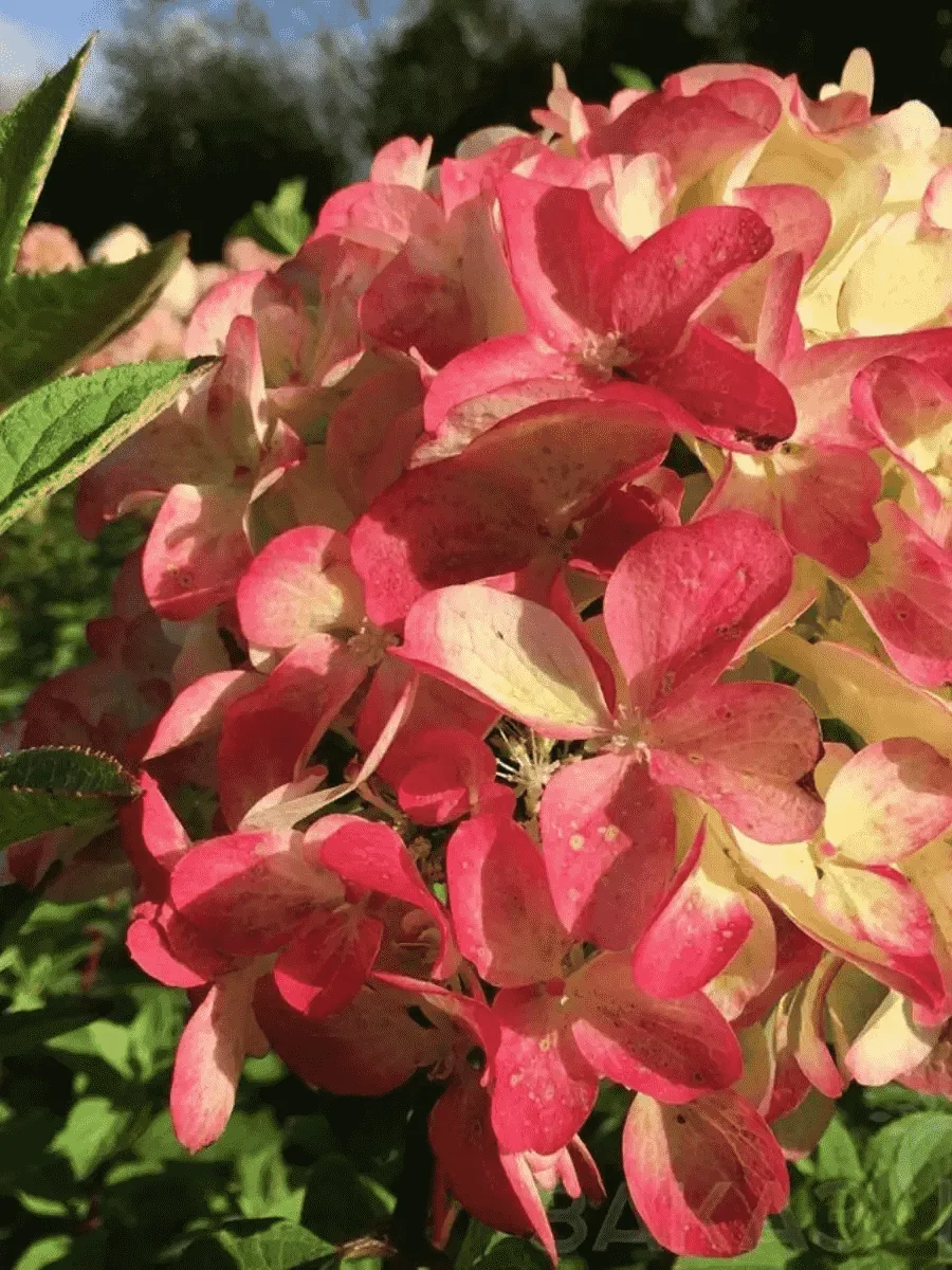 Гортензия метельчатая  Graffiti ТОЛЬКО САМОВЫВОЗ  Гортензия метельчатая  Graffiti ТОЛЬКО САМОВЫВОЗ