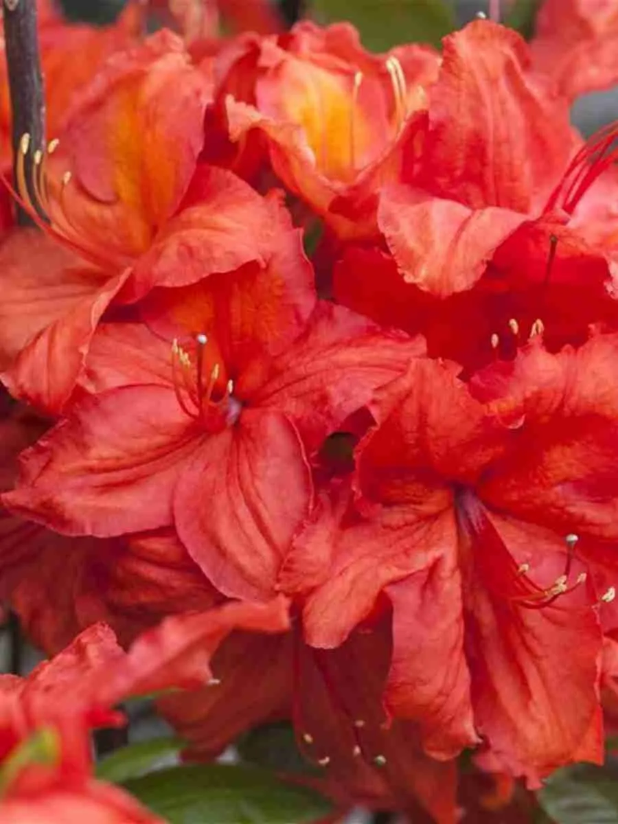 Азалия крупноцветковая Feuerwerk