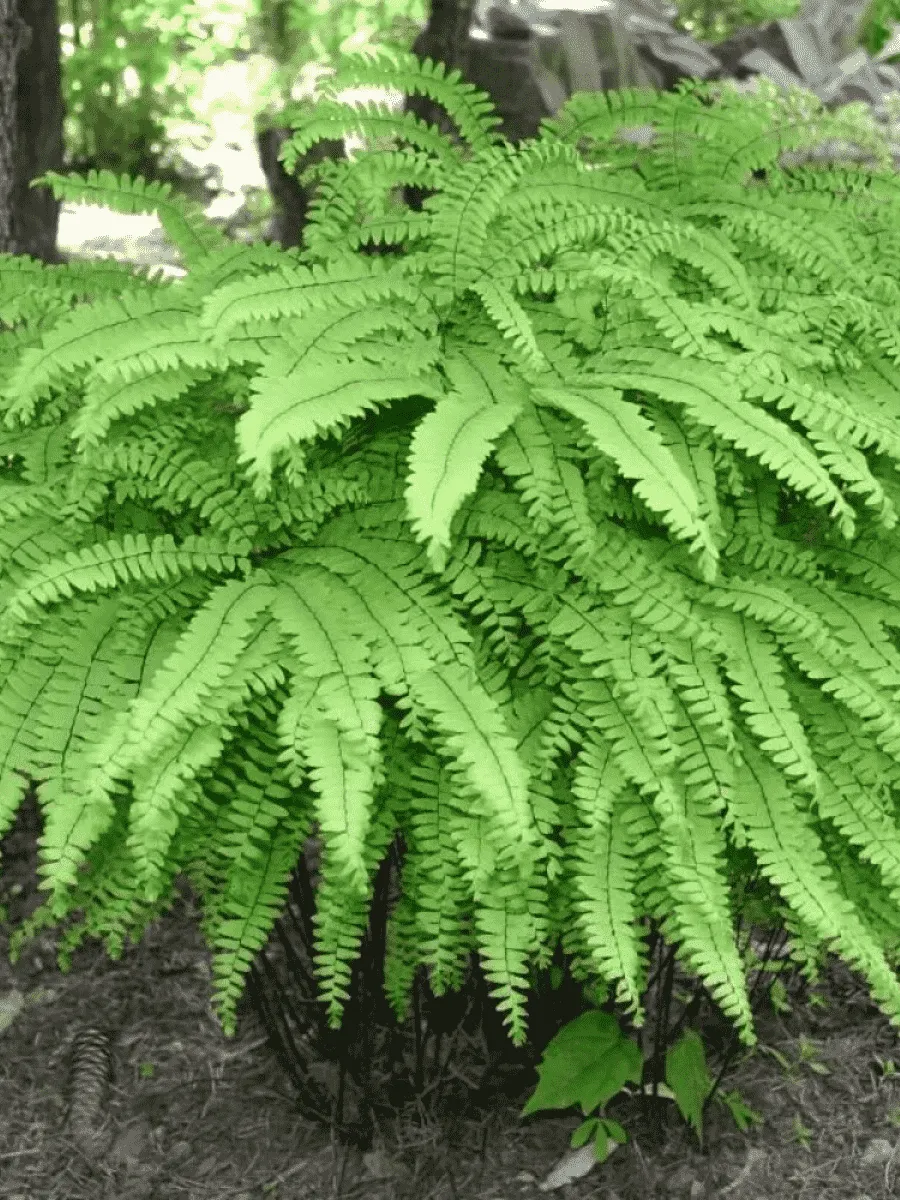 Адиантум стоповидный Cristatum