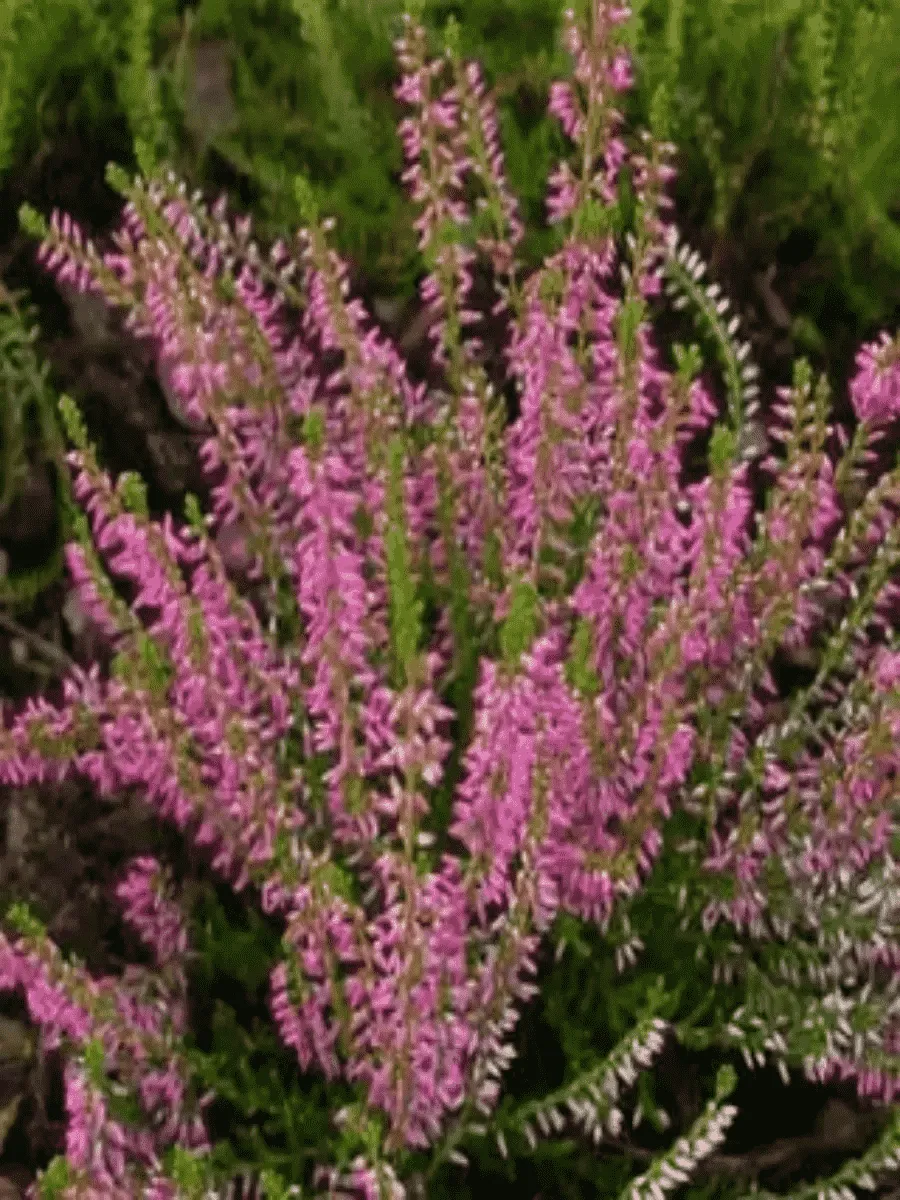 Вереск обыкновенный Jette