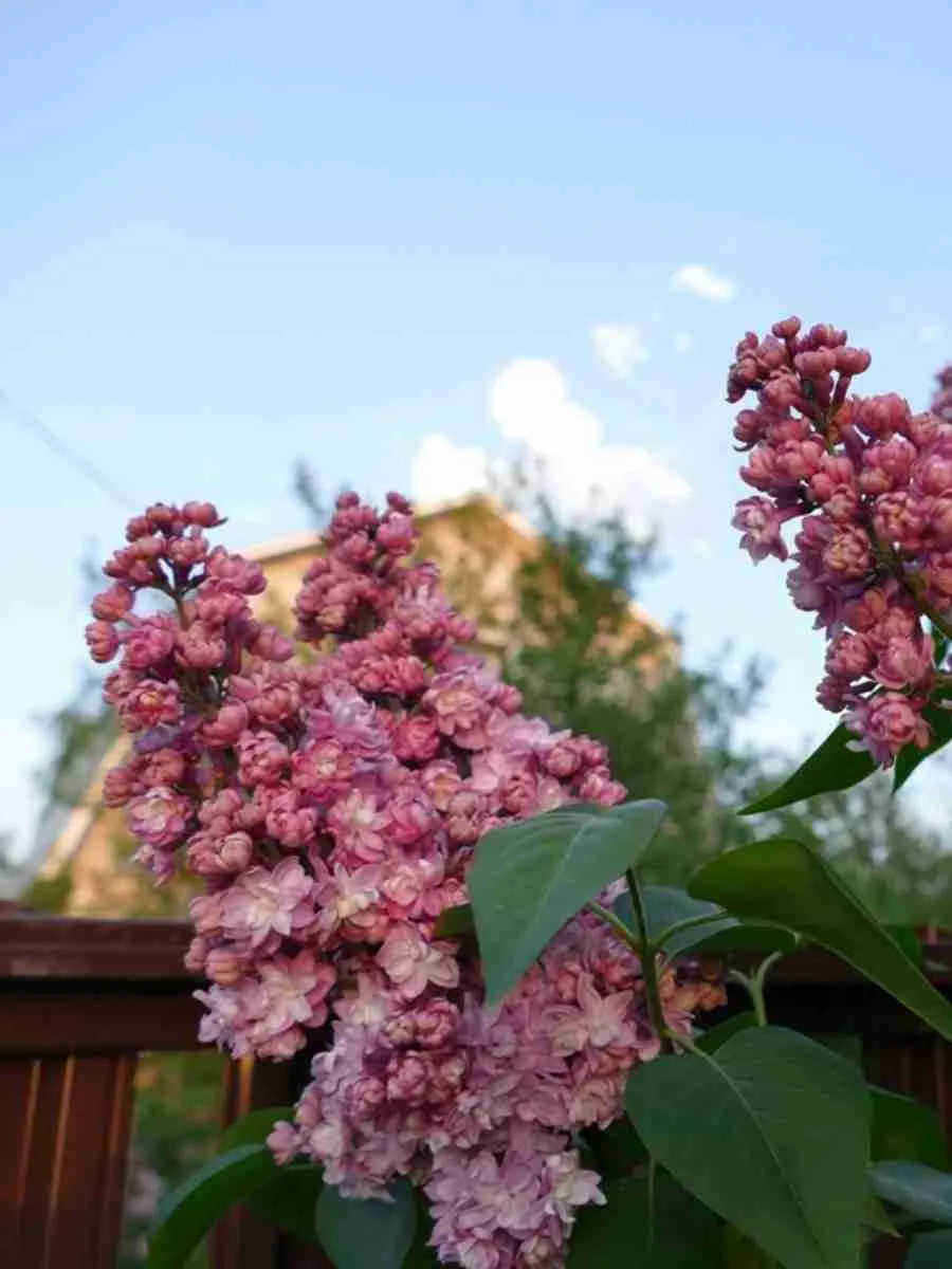 Сирень  Pamyat o Vekhove