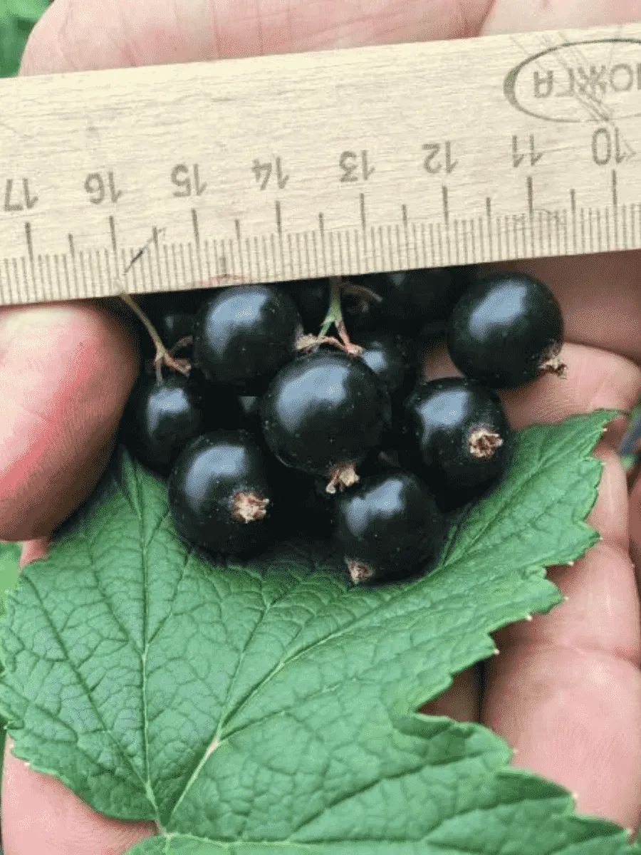 Смородина черная Нара Смородина черная Нара