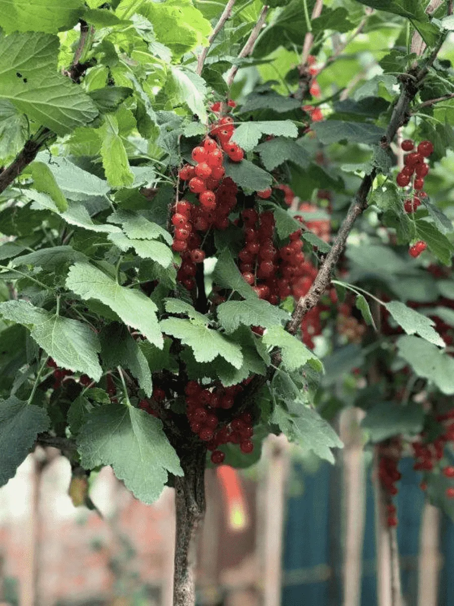 Смородина красная Jonkheer Van Tets на штамбе Смородина красная Jonkheer Van Tets на штамбе