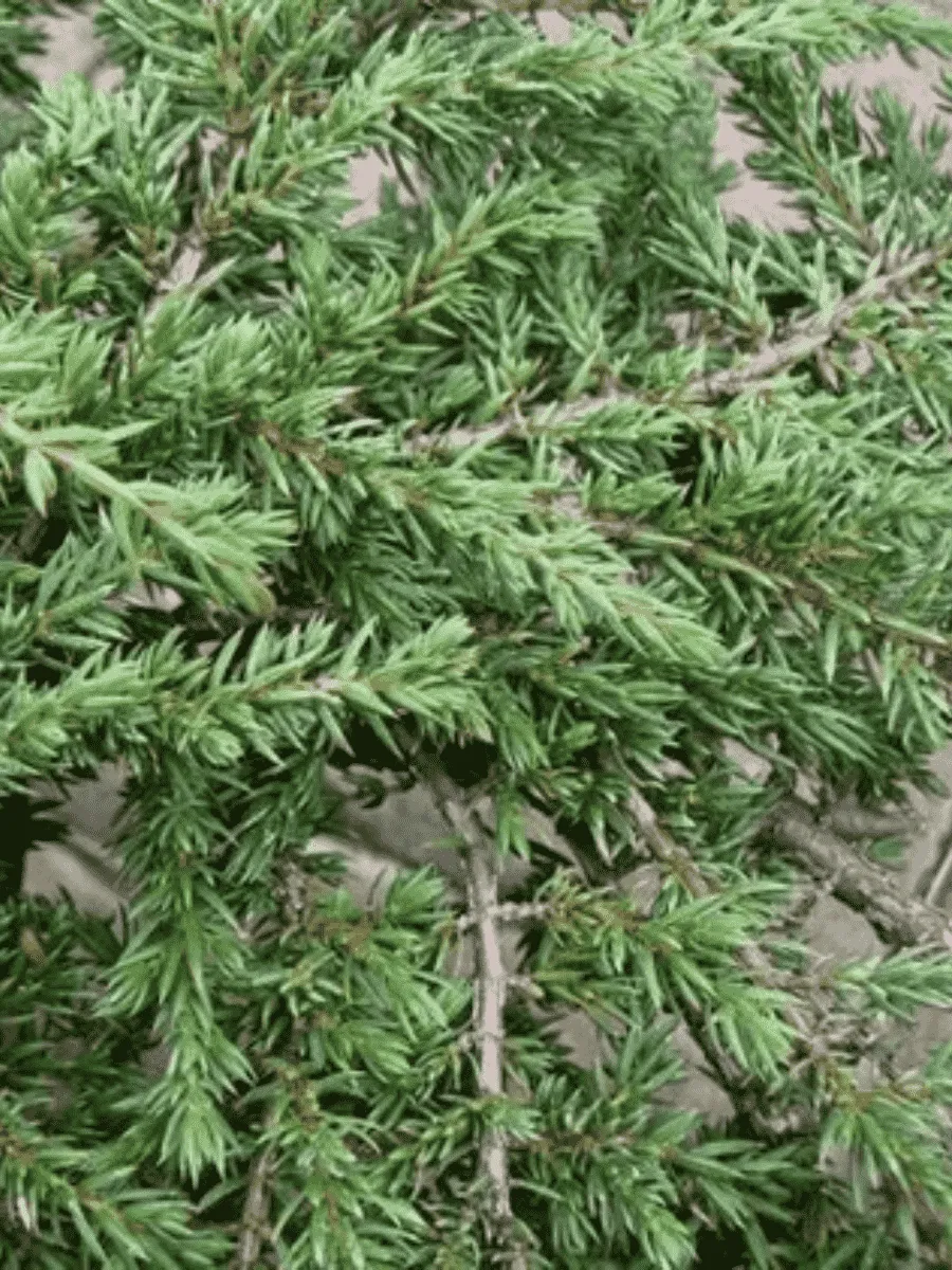 Можжевельник обыкновенный Barton