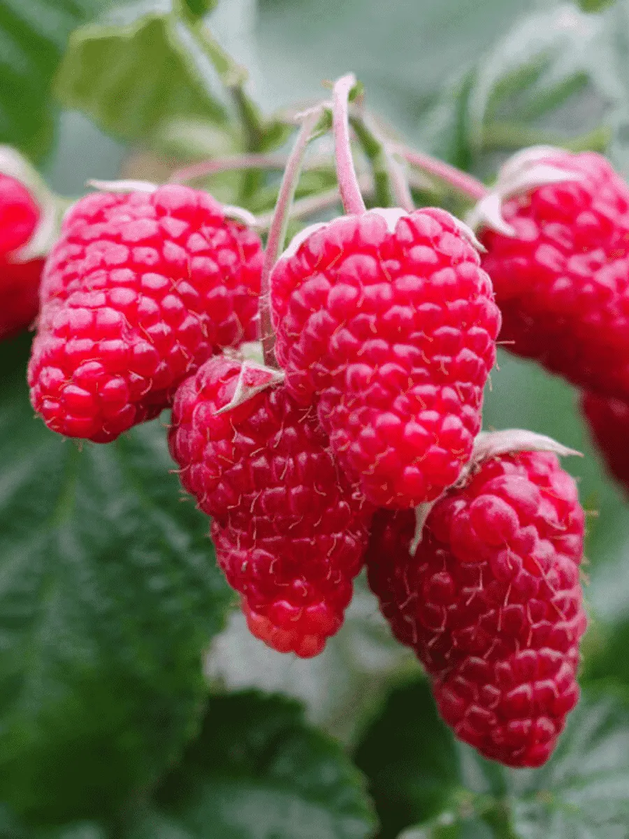 Малина обыкновенная Патриция