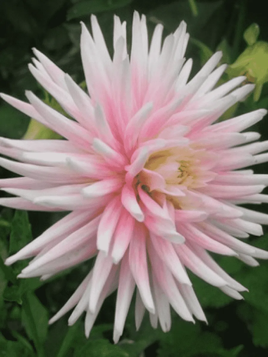 Георгина Stars Lady