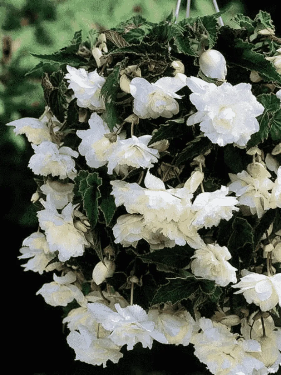 Бегония Pendula White Бегония Pendula White