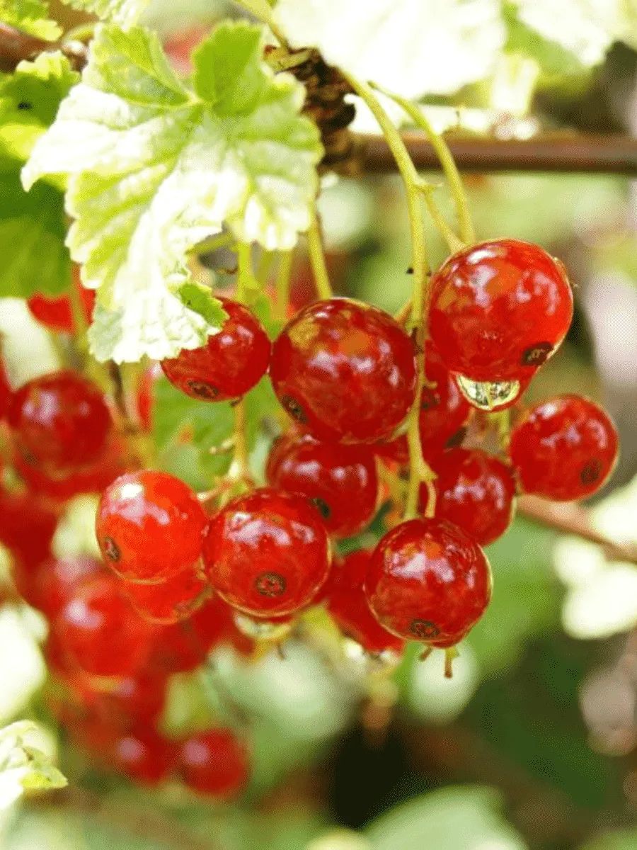 Смородина красная Ненаглядная Смородина красная Ненаглядная