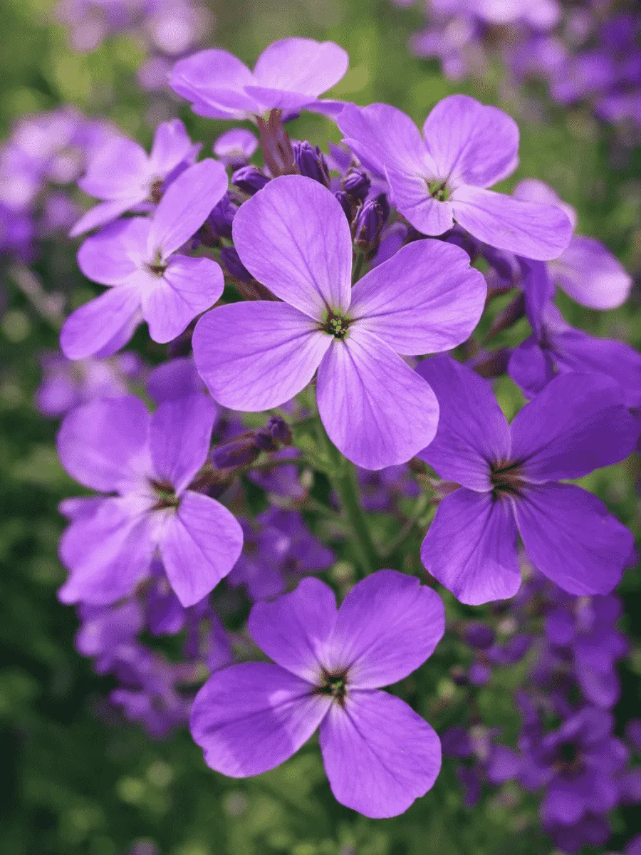 Вечерница Матроны Violet