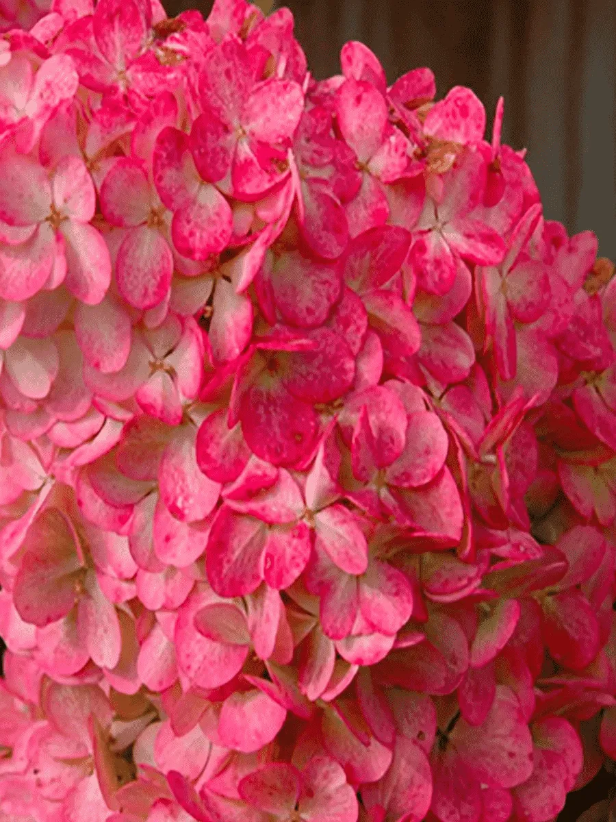 Гортензия метельчатая Magical Flame