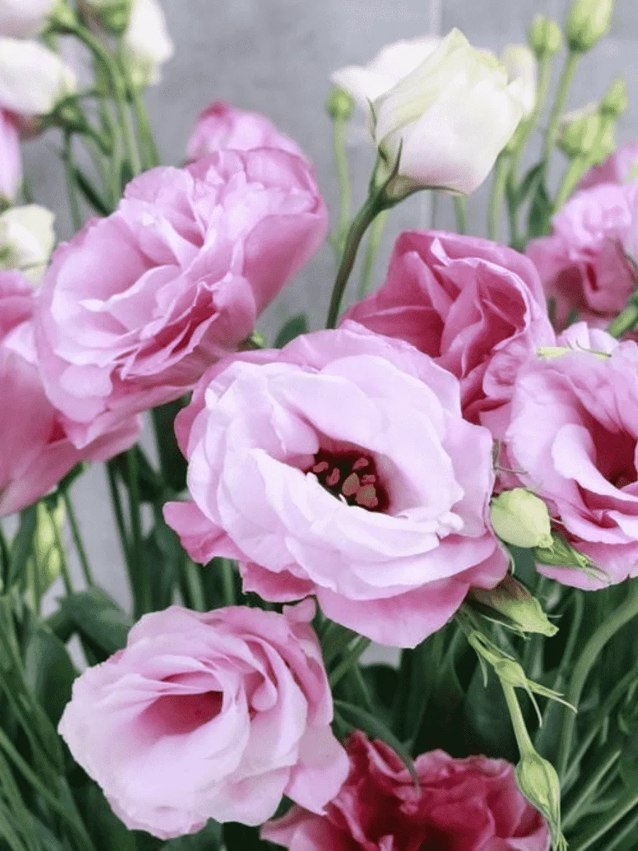 Лизиантус Лизиантус