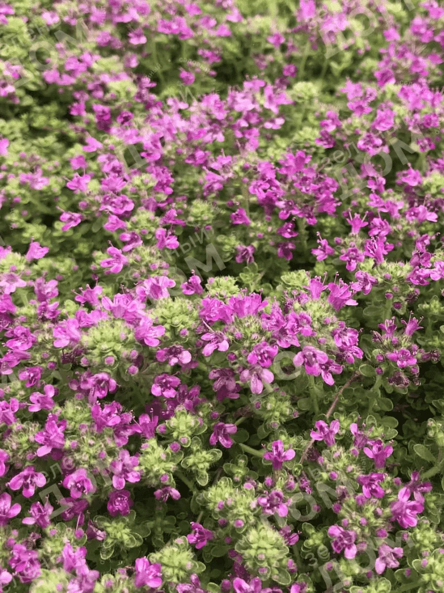 Тимьян ранний Pink Chintz Тимьян ранний Pink Chintz
