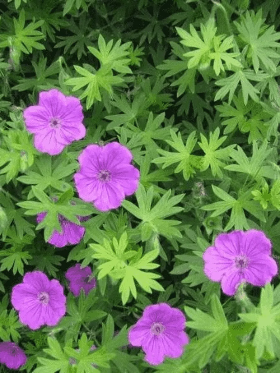 Герань кроваво-красная Tiny Monster