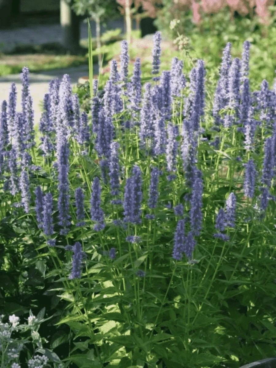 Агастахис анисовый Blue Fortune Агастахис анисовый Blue Fortune