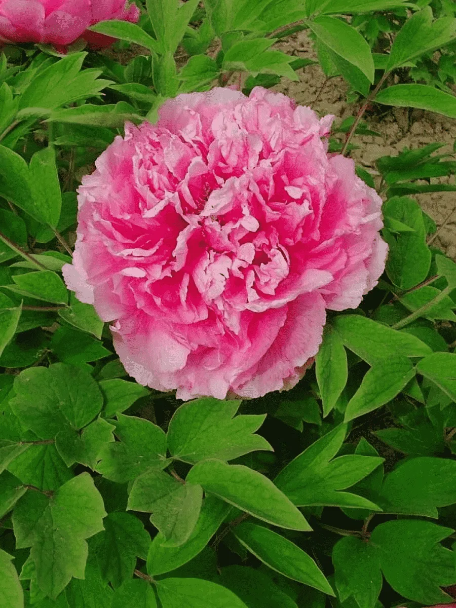 Пион древовидный Lu fen