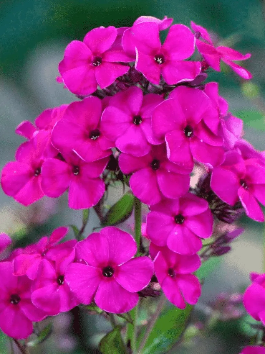 Флокс метельчатый Raving Beauty