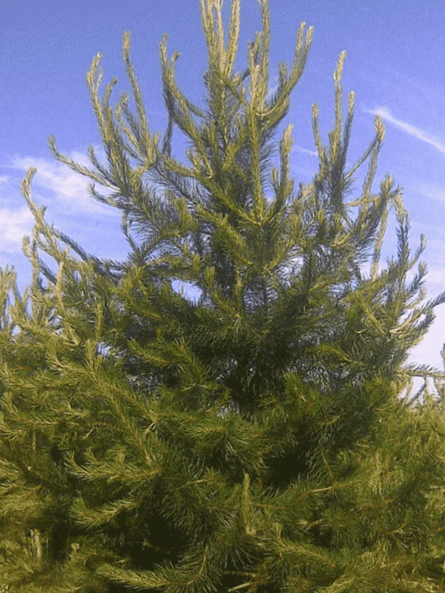 Сосна скрученная Сосна скрученная