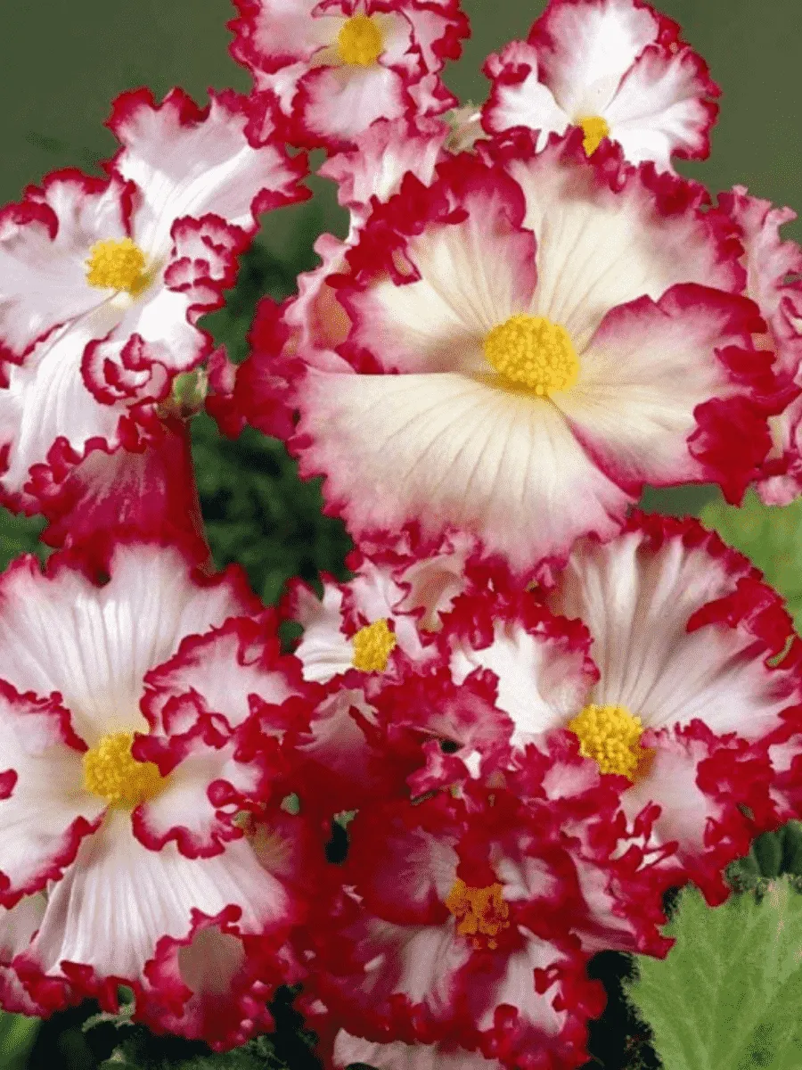 Бегония Crispa White/Red