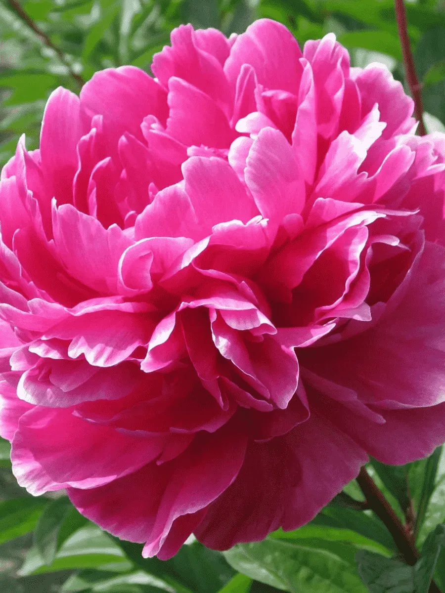 Пион Молочноцветковый Jadwiga