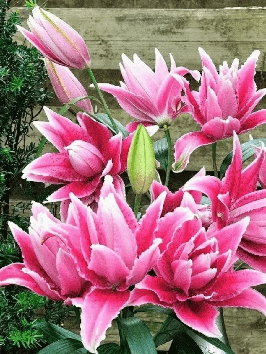 Лилия Roselily Thalita