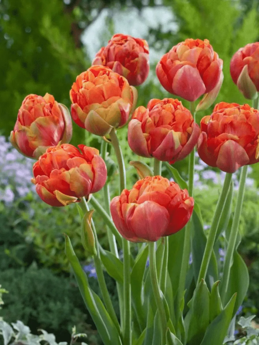 Тюльпан Махровый Princess Unique