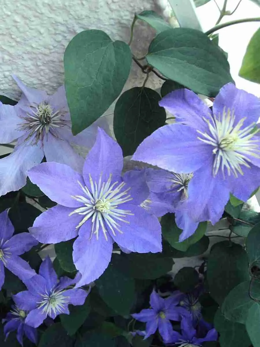 Клематис Justa