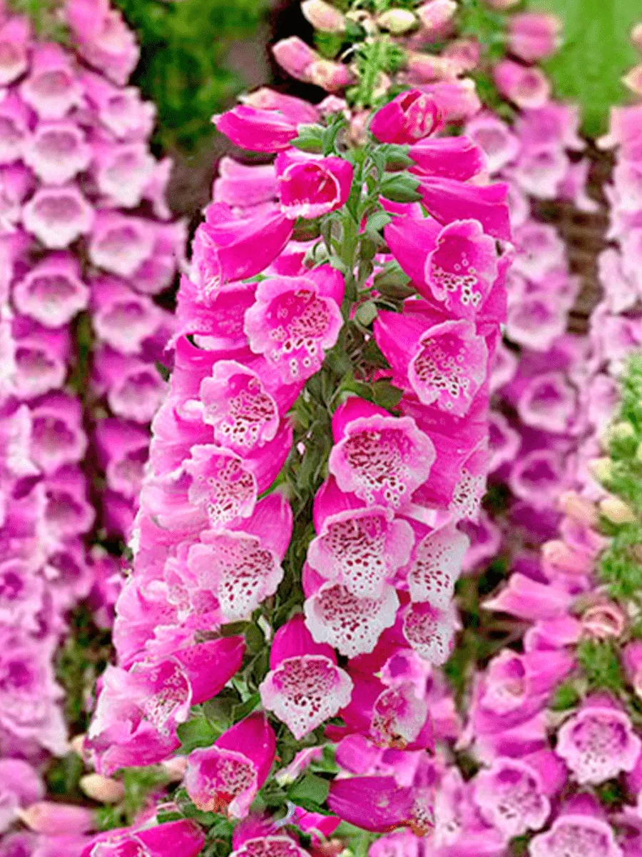 Наперстянка Далматин Парпл Импрувд