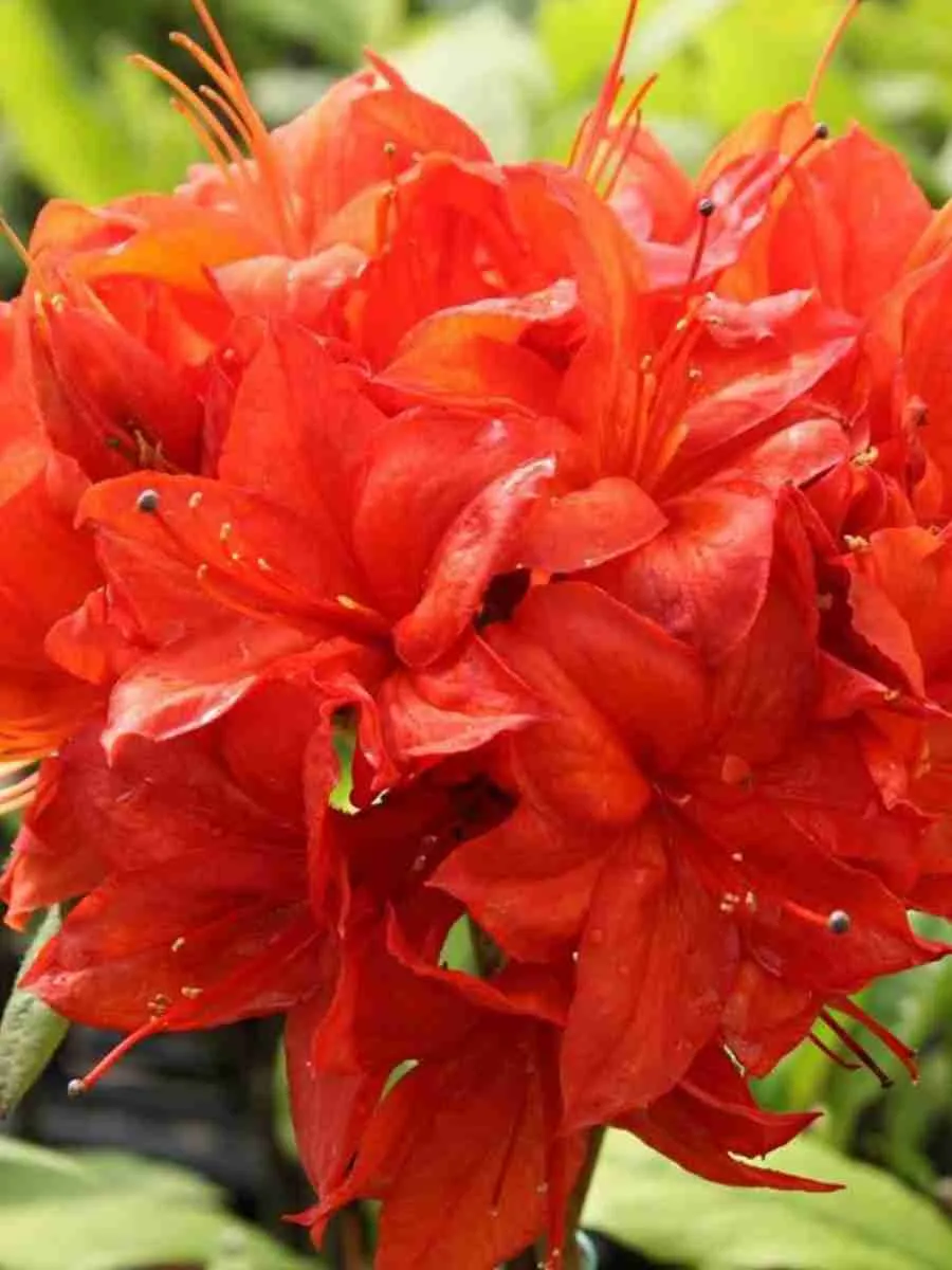 Азалия крупноцветковая Parkfeuer Азалия крупноцветковая Parkfeuer