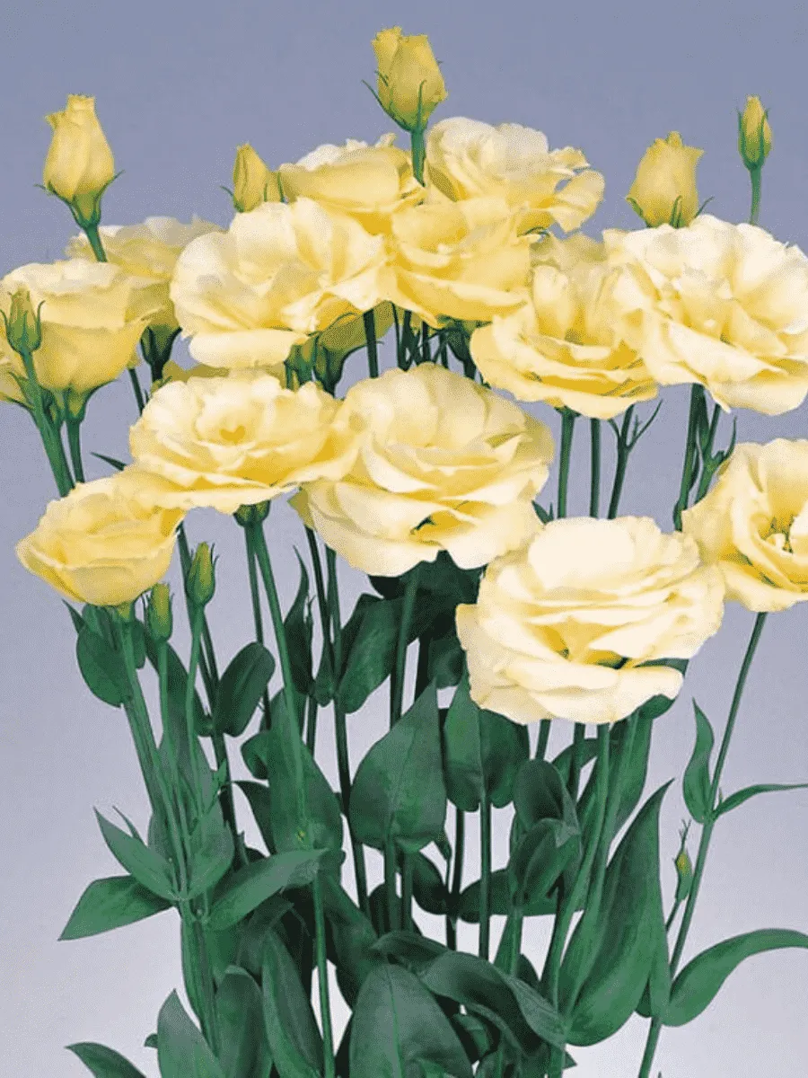 Лизиантус Advantage 2 Yellow