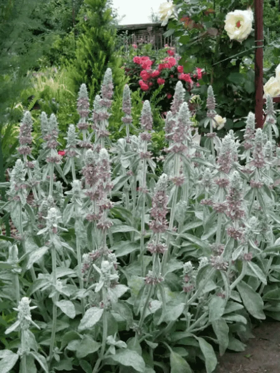 Чистец византийский