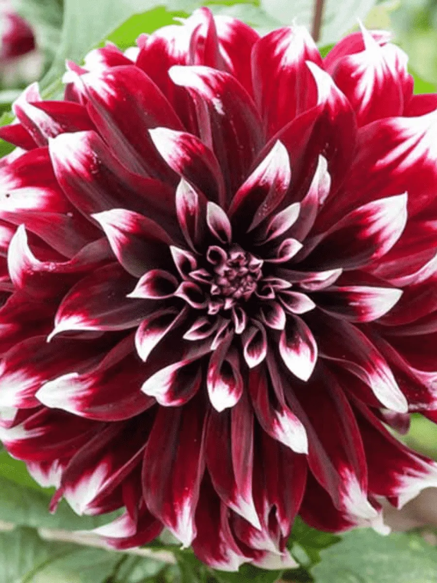 Георгина Contraste