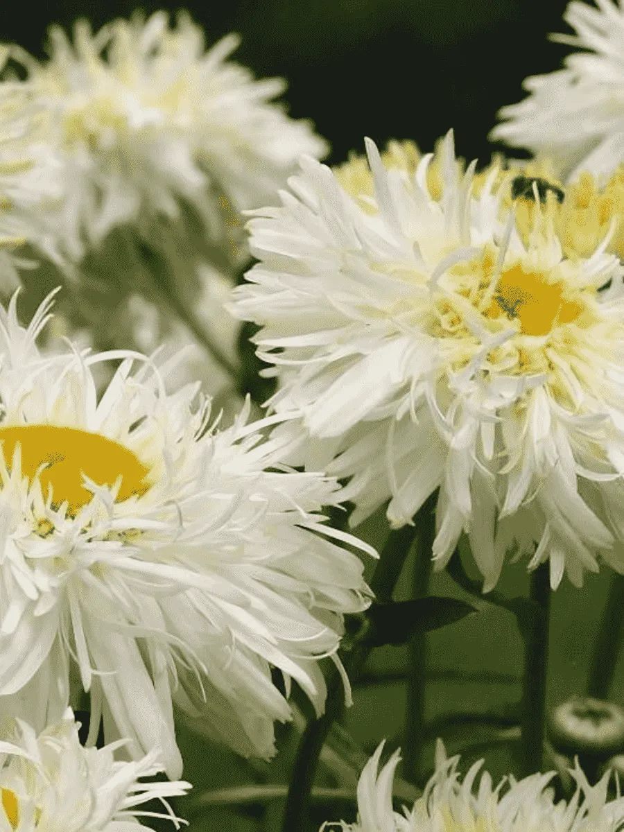 Нивяник наибольший Crazy Daisy