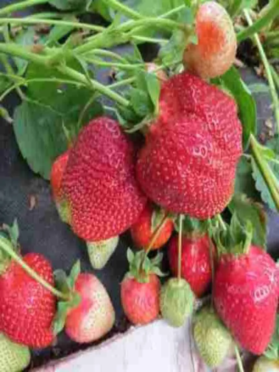 Земляника садовая Азия Земляника садовая Азия